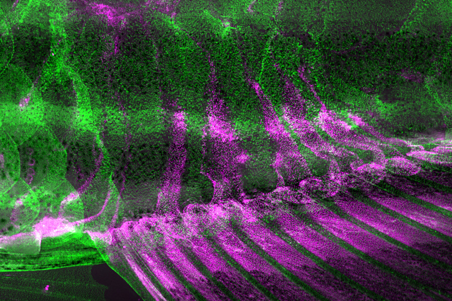 Appendageal Structures Speed up Wound Healing Response in Adult Zebrafish